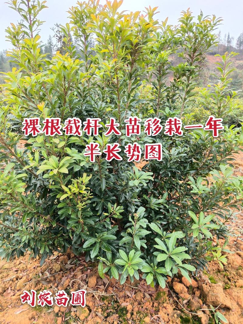 杨梅苗嫁接苗(乌梅苗)(黑炭)杨梅之乡优良品种！包邮