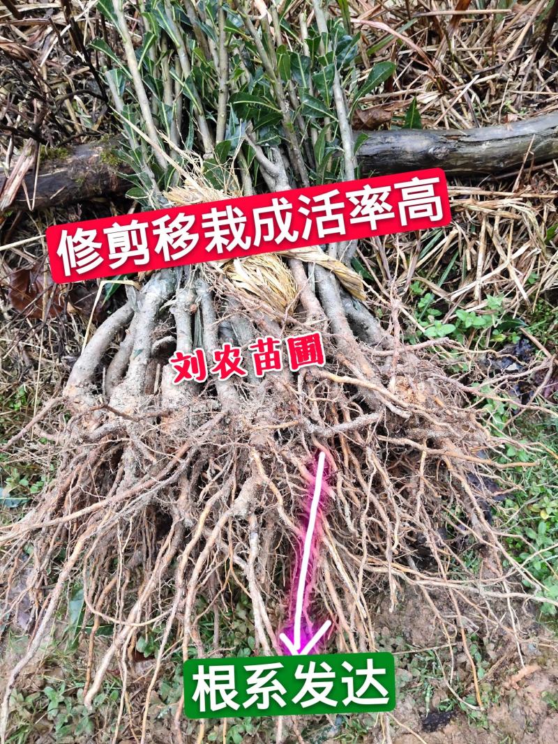 杨梅苗嫁接苗(乌梅苗)(黑炭)杨梅之乡优良品种！包邮