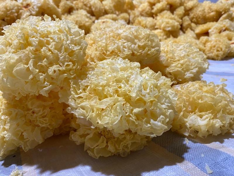 《年货冲量》正综古田一级银耳干货，一手货源产地直销