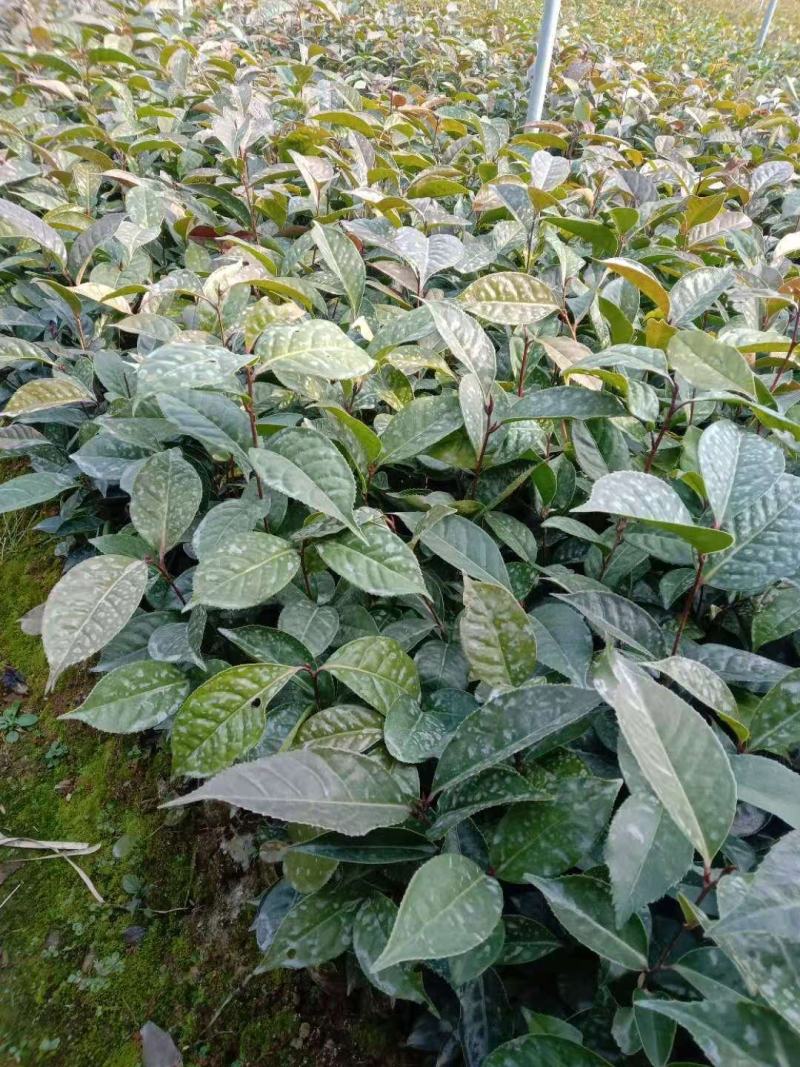 红花油茶苗，有实生苗和嫁接苗价格实惠，欢迎联系