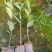 红花油茶苗，有实生苗和嫁接苗价格实惠，欢迎联系