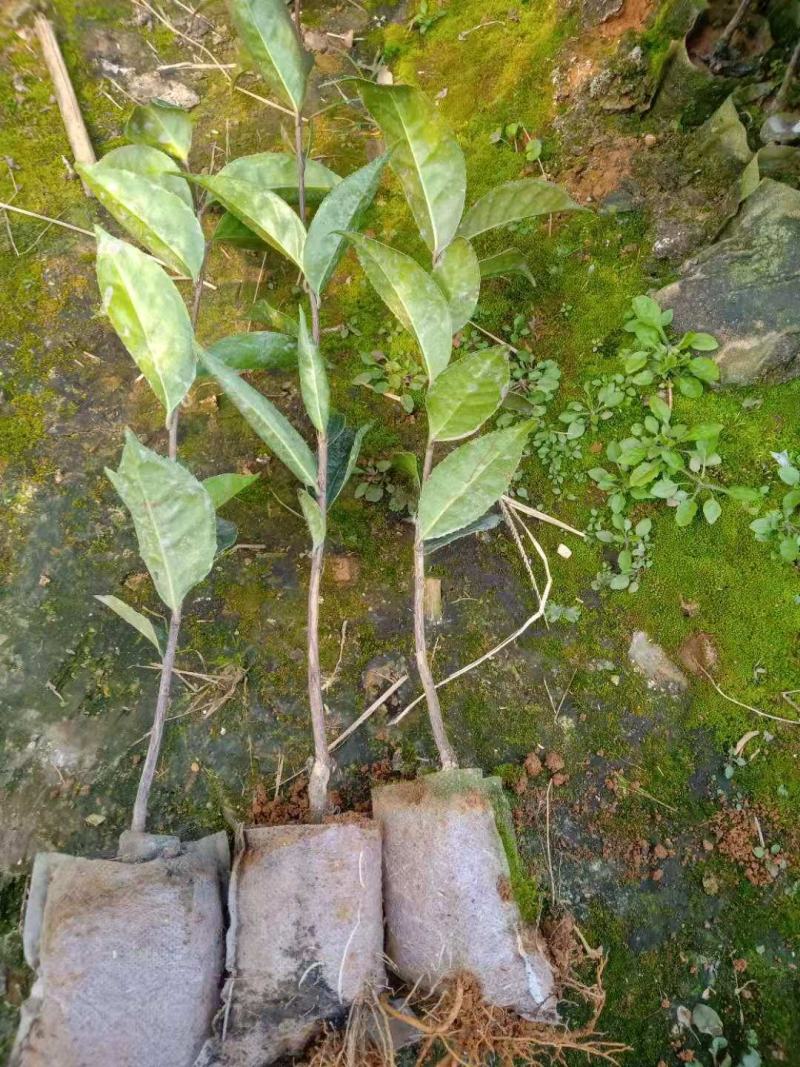 红花油茶苗，有实生苗和嫁接苗价格实惠，欢迎联系
