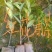 红花油茶苗，有实生苗和嫁接苗价格实惠，欢迎联系