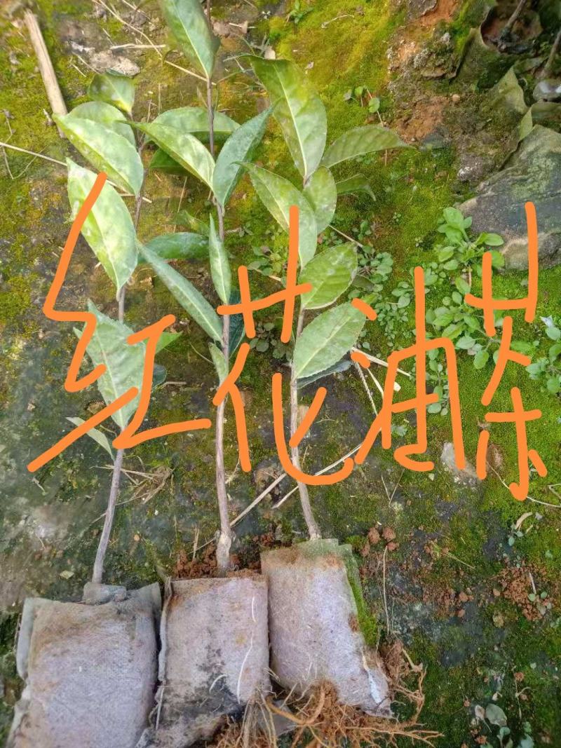 红花油茶苗，有实生苗和嫁接苗价格实惠，欢迎联系