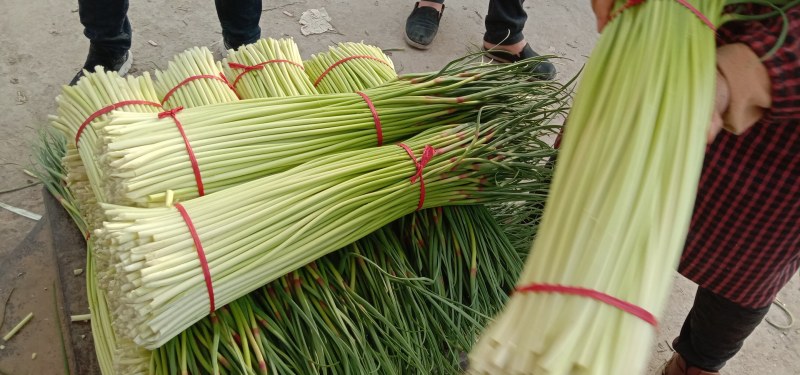 精品红帽蒜苔，长度70~80，无泡水，干苔.代发全国。