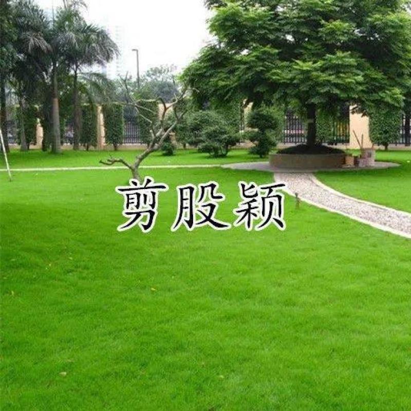 进口匍匐型剪股颖种子草坪草种子高尔夫球场别墅庭院绿化