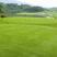 进口匍匐型剪股颖种子草坪草种子高尔夫球场别墅庭院绿化