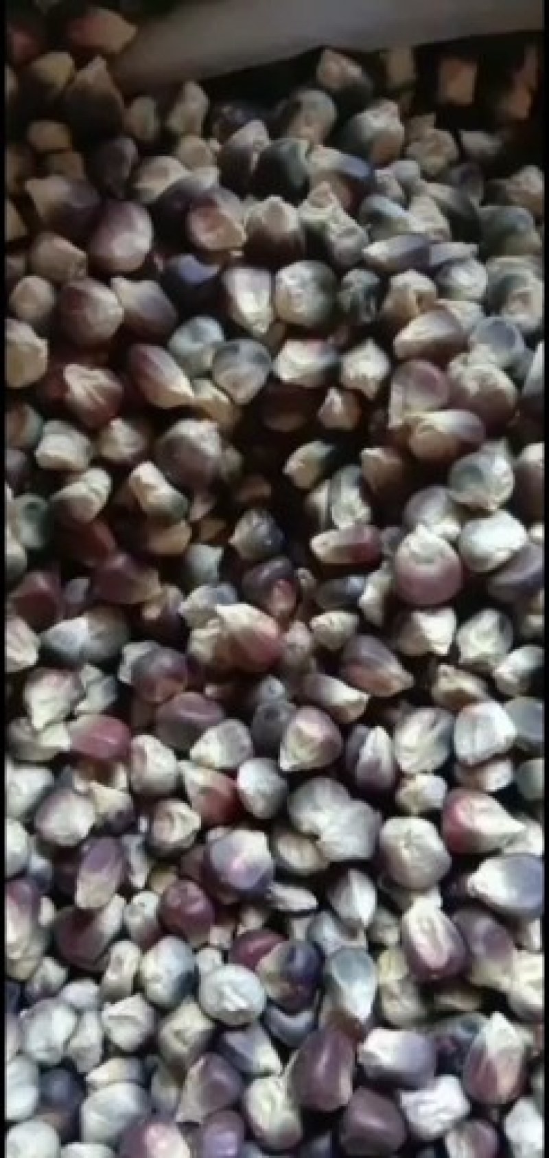 【甜糯玉米种子】彩甜糯，黄糯，万糯，紫糯，水果玉米等种子