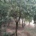 供应四季桂，月月桂，2到15公分有球有树