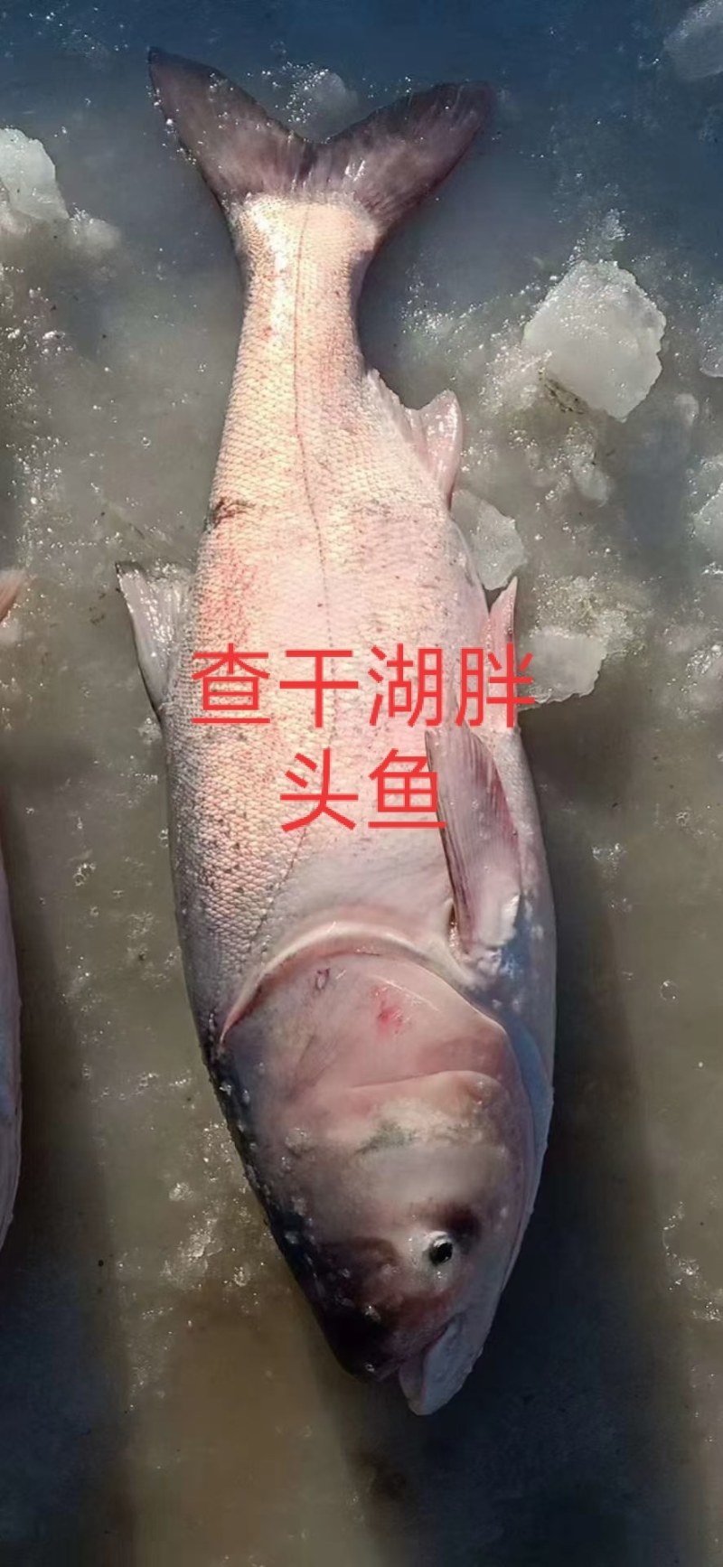 查干湖淡水胖头鱼支持全国发货支持一件代发