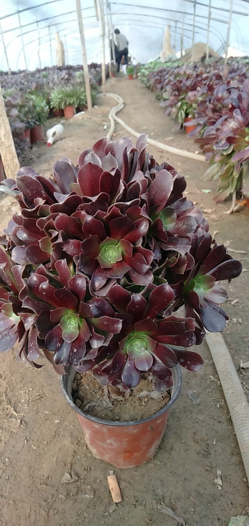 法师多肉基地直销欧版紫羊绒基地批发，可混批。