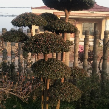 百年古桩红芽细叶赤楠天然舍利镂空