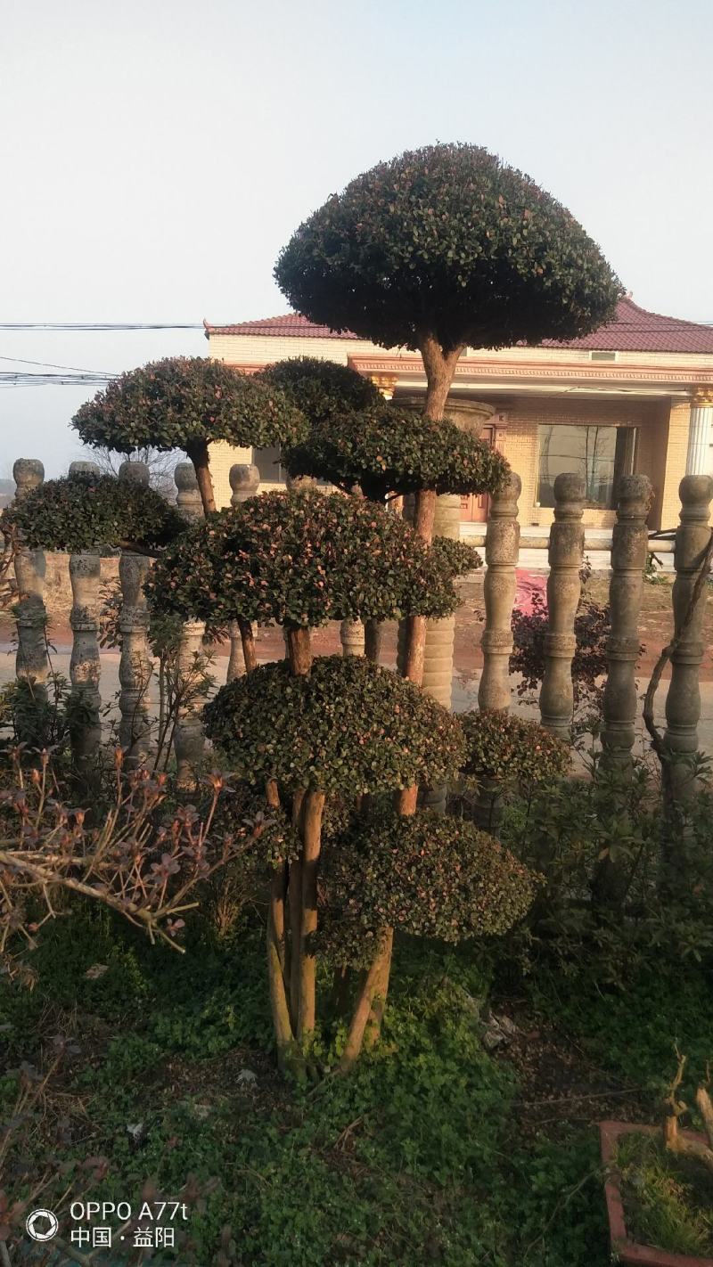百年古桩红芽细叶赤楠天然舍利镂空