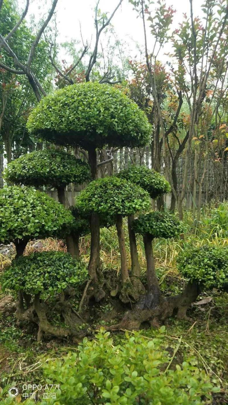 百年古桩红芽细叶赤楠天然舍利镂空