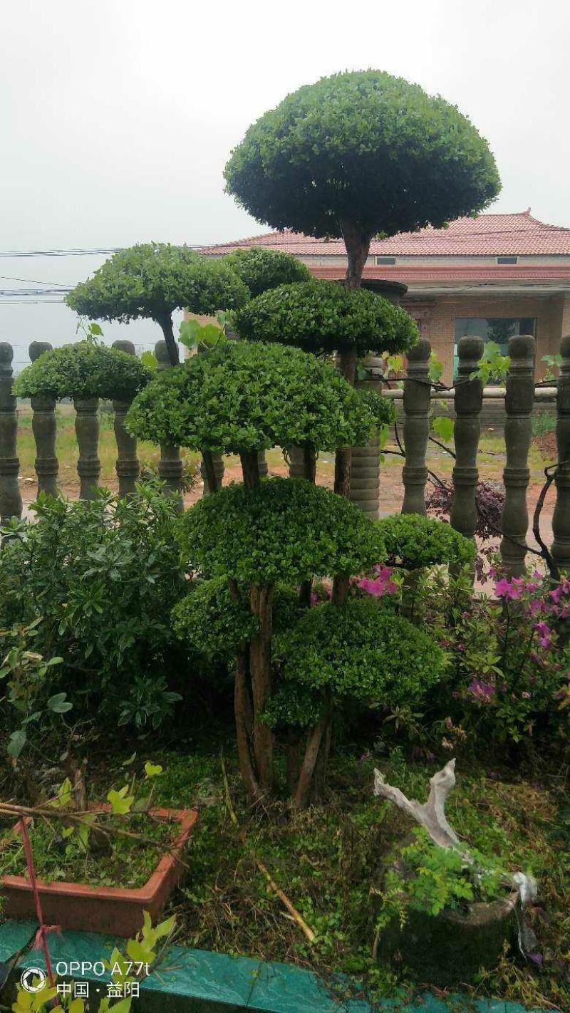 百年古桩红芽细叶赤楠天然舍利镂空