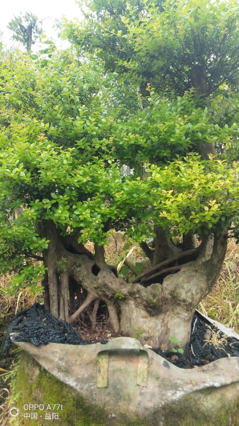 百年古桩红芽细叶赤楠天然舍利镂空