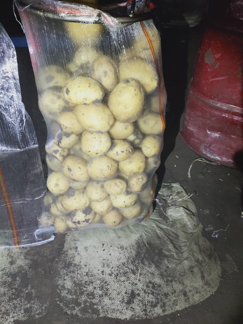 黄心土豆，反包干洗，有想法的随时下单，等