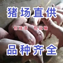 三元猪猪仔，身条长，双脊背大屁股，肚子小长得快