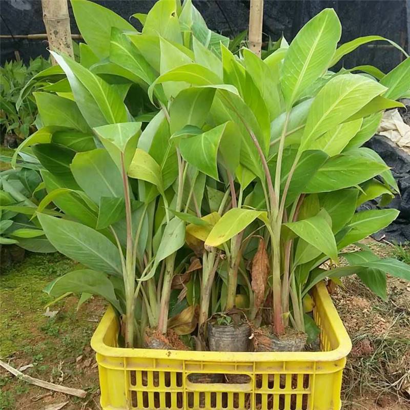 香蕉袋苗（香蕉红香蕉米蕉）批发福建漳州