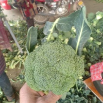 我们经宫西兰花大量共