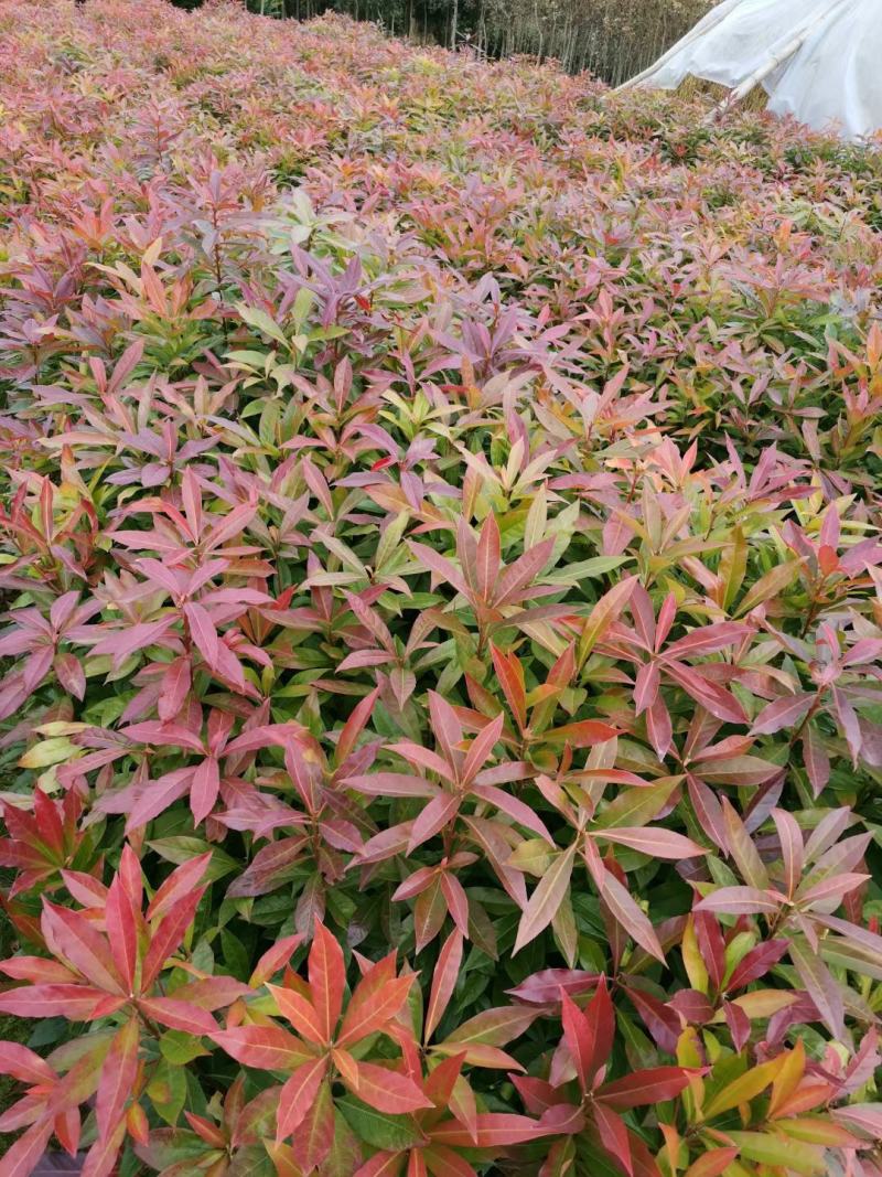 荷木、木艾树、何树、柯树、木和、回树、木荷柴、横柴