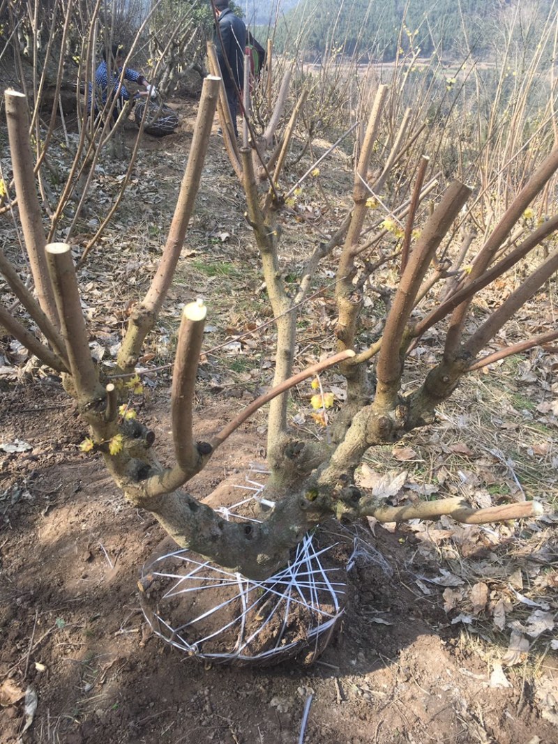 素心腊梅庄头盆栽各种各样