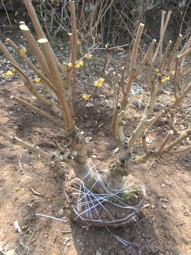 素心腊梅庄头盆栽各种各样