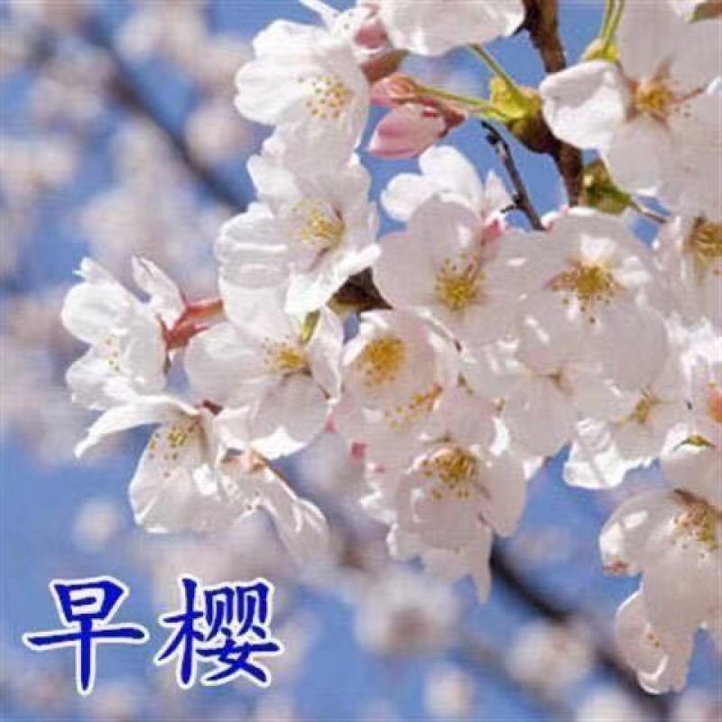 樱花苗樱花树苗,日本樱花小苗嫁接早樱晚樱盆栽庭院绿化