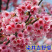 樱花树日本樱花嫁接早樱晚樱(嫁接速生生长速度快)南北
