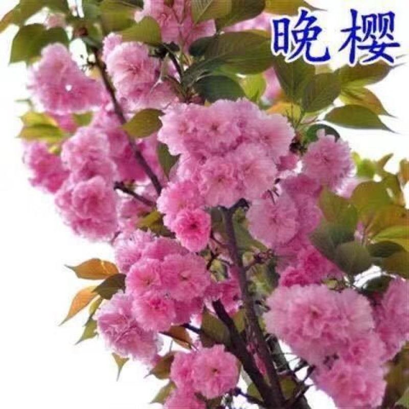 樱花树日本樱花嫁接早樱晚樱(嫁接速生生长速度快)南北