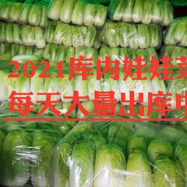 【冷库黄心大/小颗娃娃菜飞鸽找货预售】