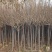 樱花树苗日本晚樱南方北方种植盆栽地栽四季常青开花庭院花木
