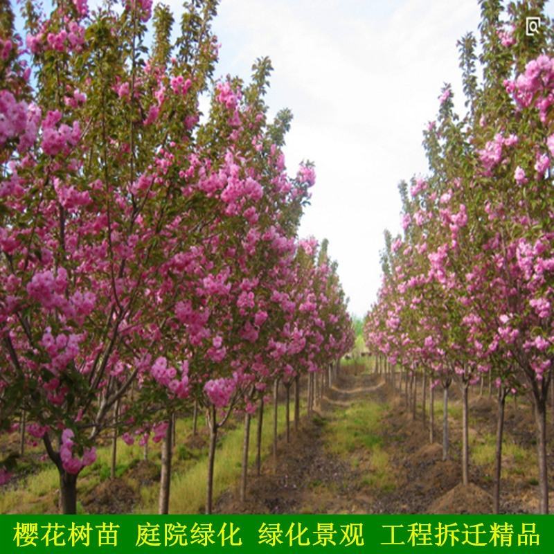 樱花树苗日本晚樱南方北方种植盆栽地栽四季常青开花庭院花木