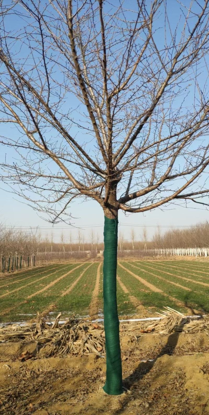 樱花树，各种规格都有，4-15公分。