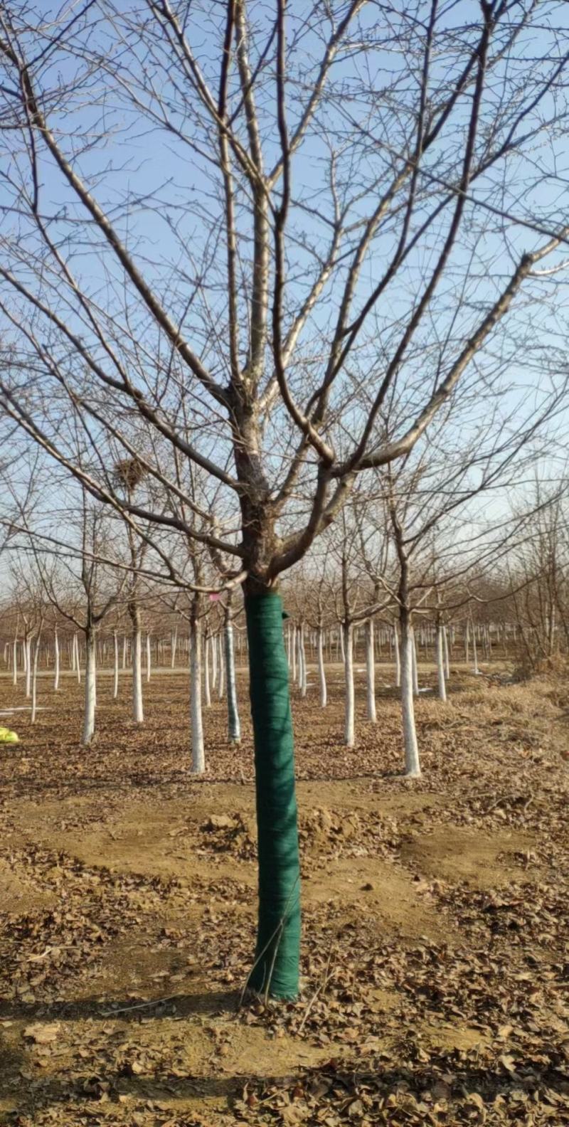 樱花树，各种规格都有，4-15公分。