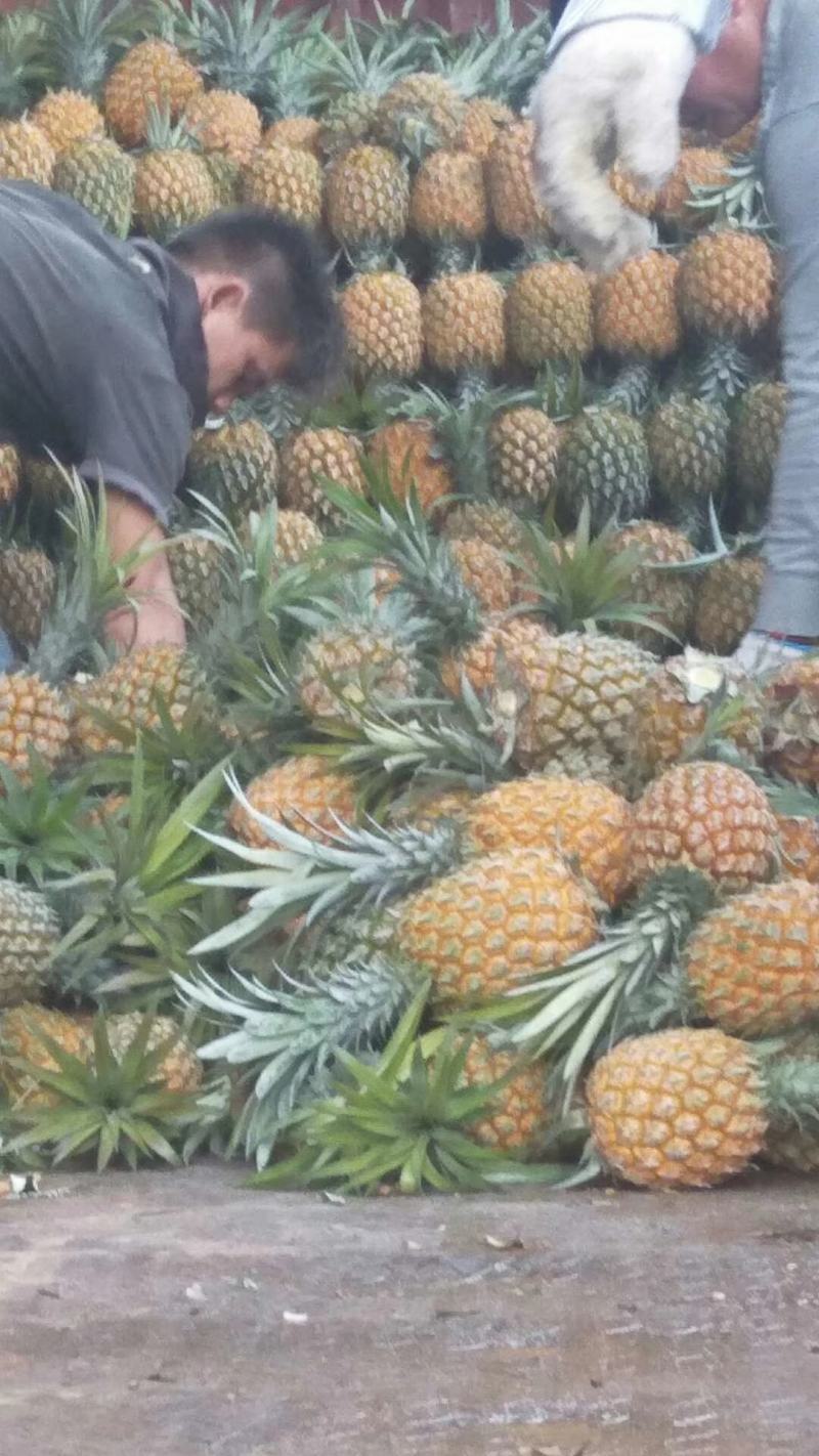 云南红河河口香水菠萝\大量现货丶产地直发电商货、市场货