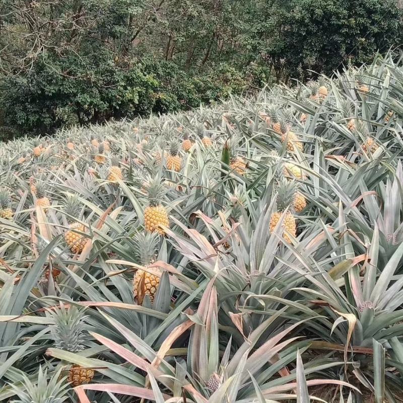 云南红河河口香水菠萝\大量现货丶产地直发电商货、市场货