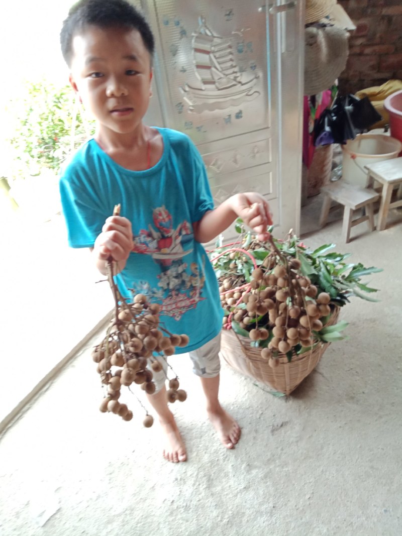 石硖，柱良，四季龙眼苗，包技术不卖假苗来电咨询价格优惠