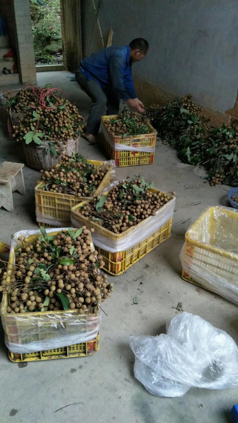 石硖，柱良，四季龙眼苗，包技术不卖假苗来电咨询价格优惠