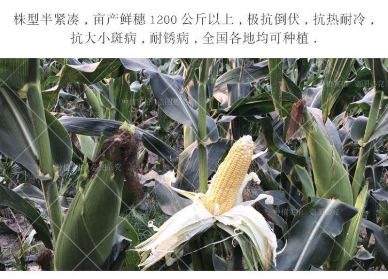 现摘水果甜玉米即食生吃棒新鲜水果类当季时令整箱10斤包邮