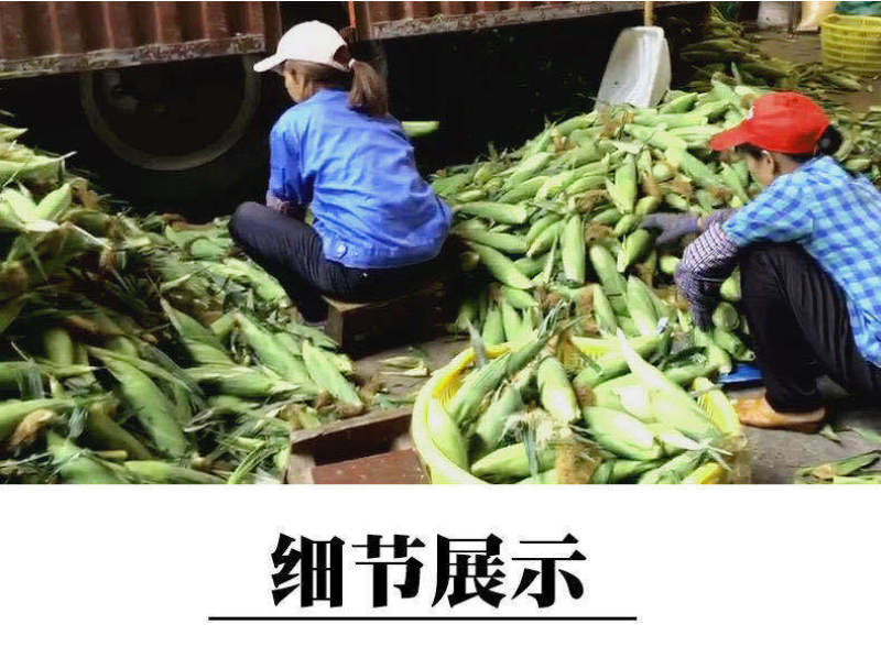 现摘水果甜玉米即食生吃棒新鲜水果类当季时令整箱10斤包邮