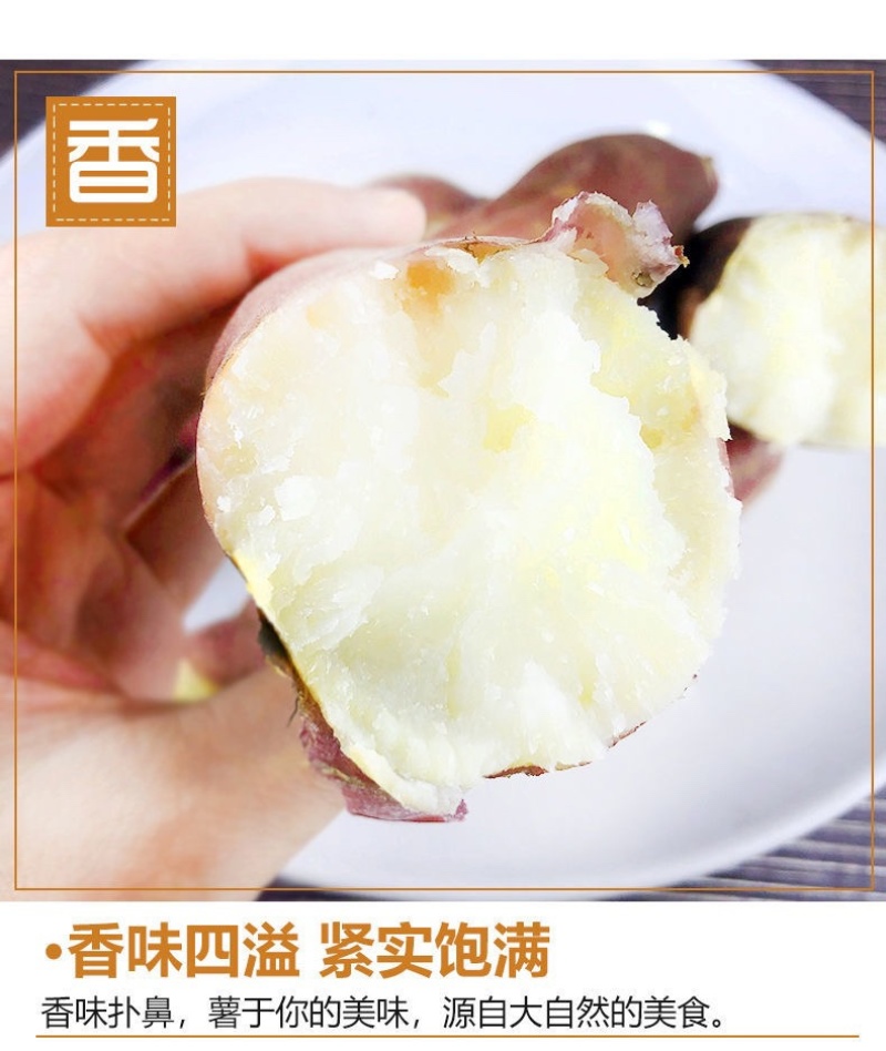 商薯19通货育苗专用安徽货大量出售