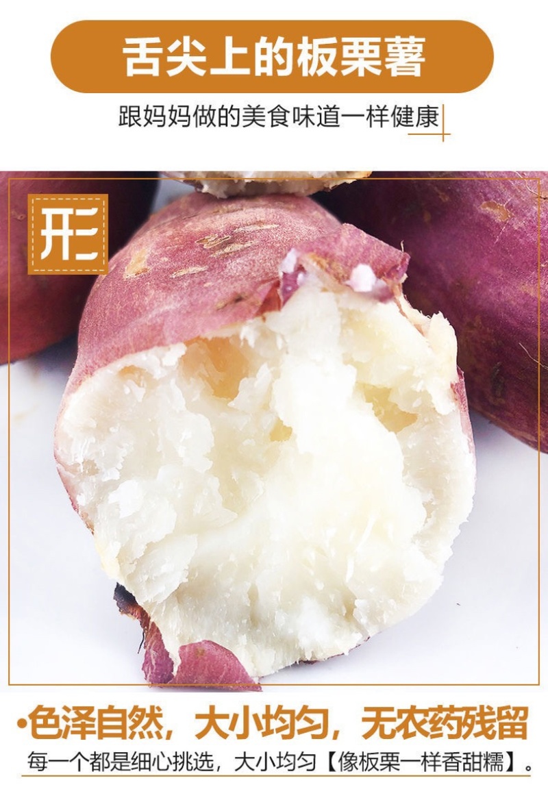 商薯19通货育苗专用安徽货大量出售