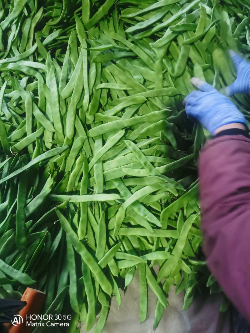通货扁豆，扁青芸豆大量上市扁豆