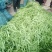 通货扁豆，扁青芸豆大量上市扁豆