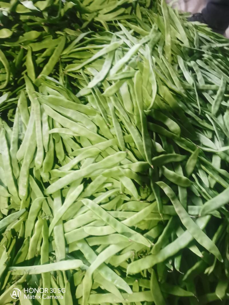 通货扁豆，扁青芸豆大量上市扁豆