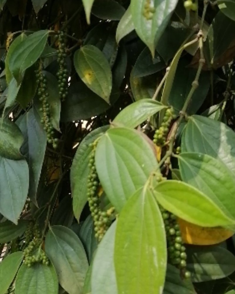 自家种植海南胡椒白胡椒品质保证批发农家自家种植