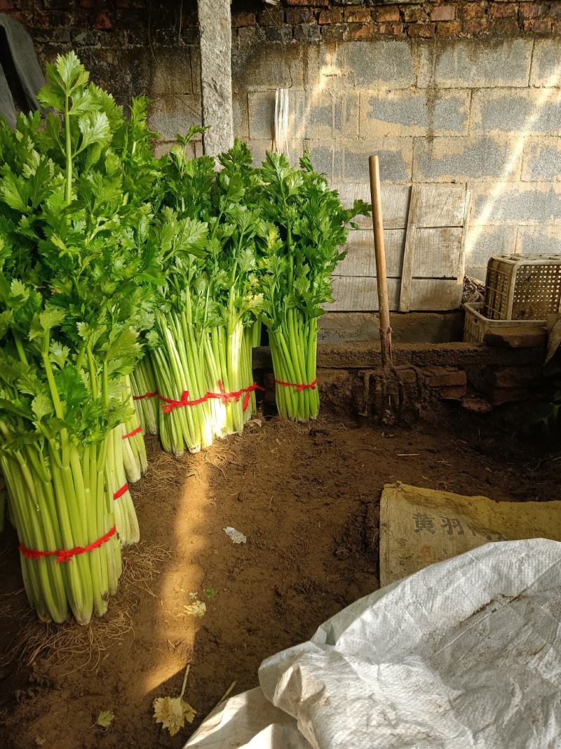 河南禹州市精品芹菜，春节过后依然不断货，诚信代办