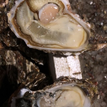 大连蚝肥度八成三倍体2-6泥货，345占比90%