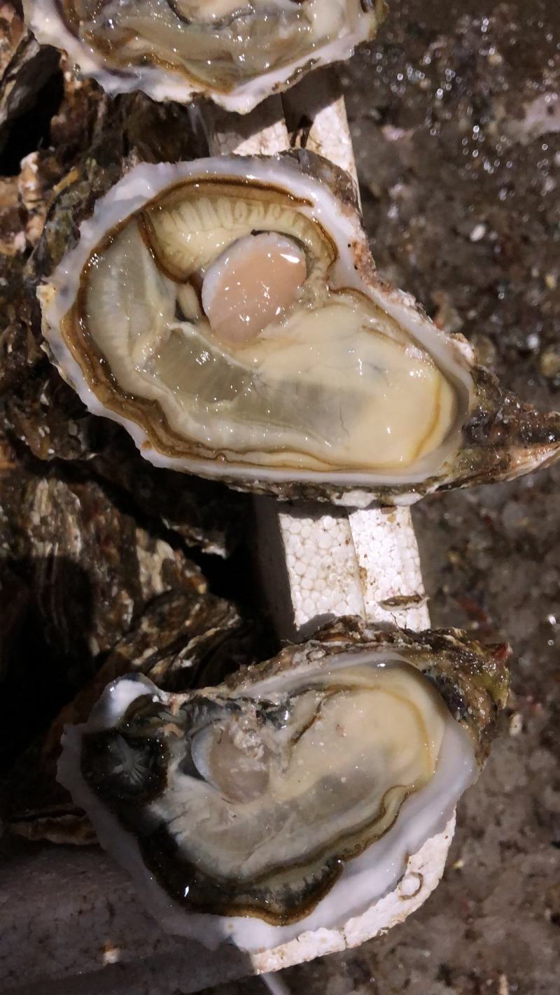 大连蚝肥度八成三倍体2-6泥货，345占比90%